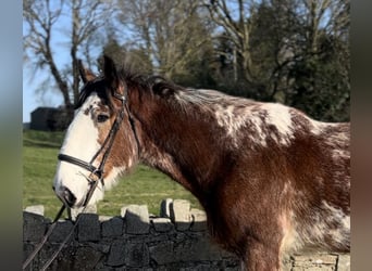 Clydesdale, Ruin, 4 Jaar, 170 cm, Roodbruin