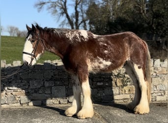 Clydesdale, Ruin, 4 Jaar, 170 cm, Roodbruin