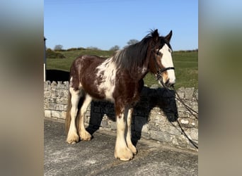 Clydesdale, Ruin, 4 Jaar, 170 cm, Roodbruin