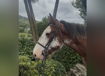 Clydesdale, Ruin, 4 Jaar, 170 cm, Roodbruin