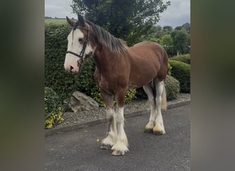 Clydesdale, Ruin, 4 Jaar, 170 cm, Roodbruin