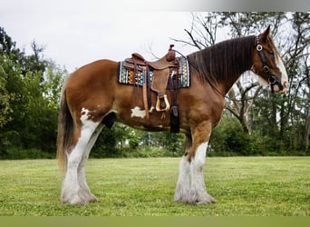 Clydesdale, Ruin, 5 Jaar, 173 cm, Roodbruin