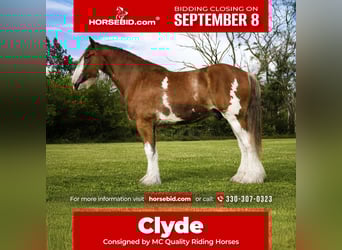Clydesdale, Ruin, 5 Jaar, 173 cm, Roodbruin