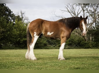 Clydesdale, Ruin, 5 Jaar, 173 cm, Roodbruin