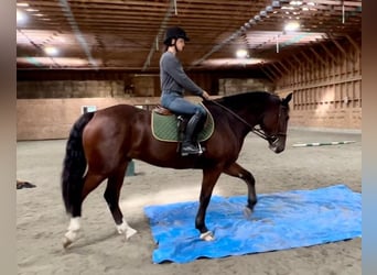 Clydesdale Mix, Ruin, 5 Jaar, Roodbruin
