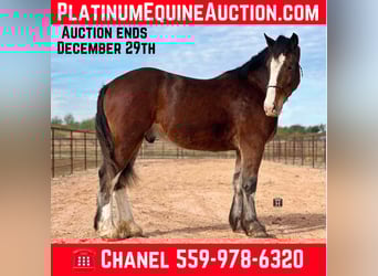 Clydesdale, Ruin, 6 Jaar, 170 cm, Roodbruin