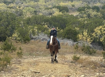 Clydesdale, Ruin, 6 Jaar, 170 cm, Roodbruin