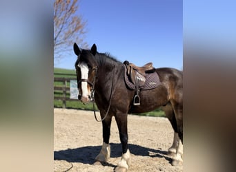 Clydesdale Mix, Ruin, 6 Jaar, 173 cm, Roodbruin