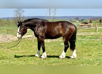 Clydesdale Mix, Ruin, 6 Jaar, 173 cm, Roodbruin