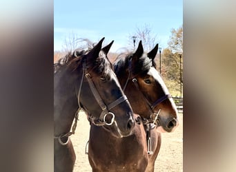 Clydesdale Mix, Ruin, 6 Jaar, 173 cm, Roodbruin