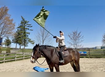 Clydesdale Mix, Ruin, 6 Jaar, 173 cm, Roodbruin