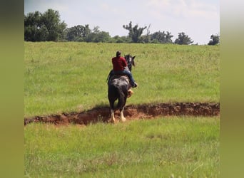 Clydesdale, Ruin, 6 Jaar, 183 cm, Zwart