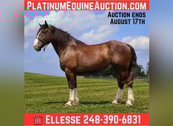 Clydesdale, Ruin, 7 Jaar, 173 cm, Roodbruin