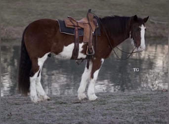 Clydesdale Mix, Ruin, 8 Jaar, 160 cm, Gevlekt-paard