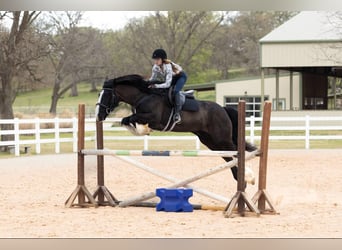 Clydesdale, Ruin, 8 Jaar, 163 cm, Roodbruin