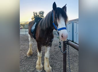 Clydesdale, Ruin, 9 Jaar, 173 cm, Roan-Red