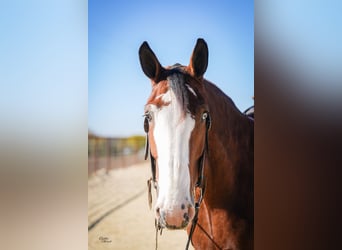 Clydesdale, Ruin, 9 Jaar, 175 cm, Roodbruin