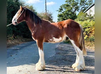 Clydesdale, Semental, 1 año