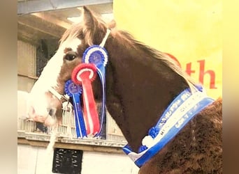 Clydesdale, Semental, 1 año