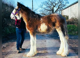 Clydesdale, Semental, 1 año