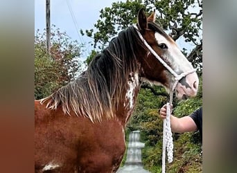 Clydesdale, Semental, 1 año