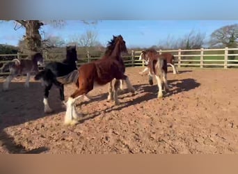 Clydesdale, Semental, 1 año