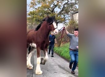 Clydesdale, Semental, 2 años
