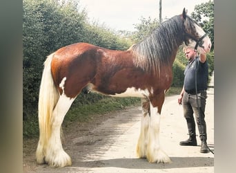 Clydesdale, Semental, 2 años