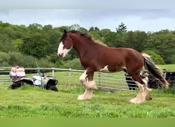 Clydesdale, Semental, 2 años
