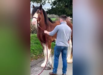Clydesdale, Semental, 3 años