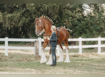 Clydesdale, Semental, 4 años, 174 cm, Castaño