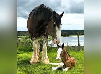 Clydesdale, Semental, Potro (03/2026)