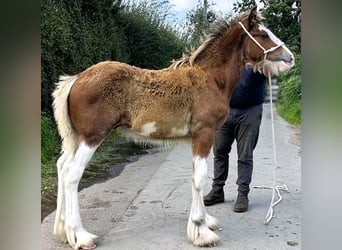 Clydesdale, Semental, Potro (01/2024)