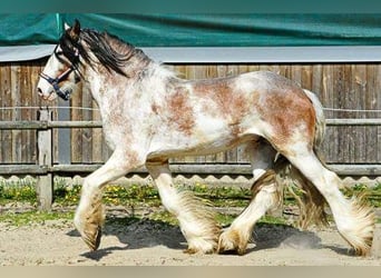 Clydesdale, Stallion, 14 years, 17.2 hh, Roan-Bay