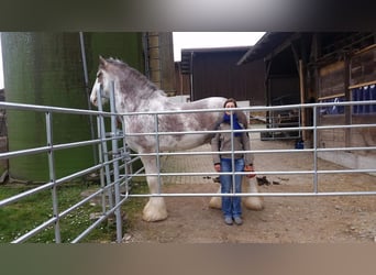 Clydesdale, Stallion, 14 years, 17.2 hh, Roan-Bay