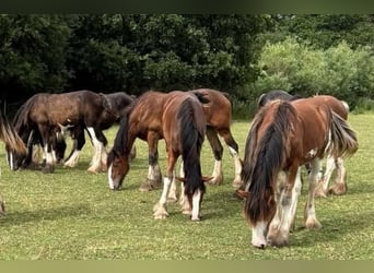 Clydesdale, Stallion, 1 year