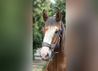 Clydesdale, Stallion, 2 years, 15,3 hh, Brown