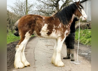 Clydesdale, Stallion, 2 years