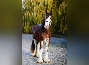 Clydesdale, Stallion, 3 years, 16 hh, Pinto