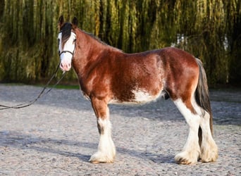 Clydesdale, Stallion, 3 years, 16 hh, Roan-Bay