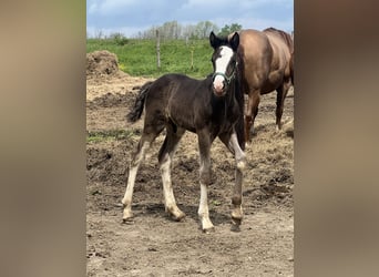 Clydesdale Mix, Stallion, , 16 hh, Black