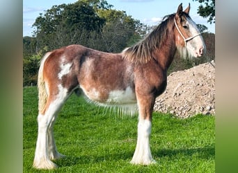 Clydesdale, Stallion, Foal (01/2026)