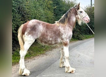 Clydesdale, Stallion, Foal (01/2025)