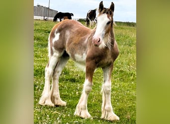 Clydesdale, Stallion, Foal (02/2026)