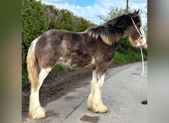 Clydesdale, Stallone, 1 Anno