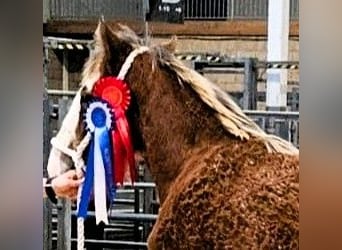 Clydesdale, Stallone, 1 Anno