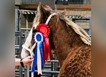 Clydesdale, Stallone, 1 Anno
