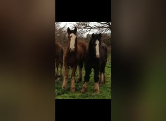 Clydesdale, Stallone, 2 Anni, 162 cm, Baio