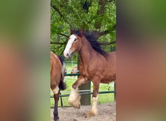 Clydesdale, Stallone, 2 Anni, 165 cm, Baio