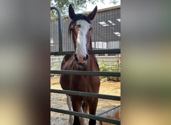 Clydesdale, Stallone, 2 Anni, 165 cm, Baio